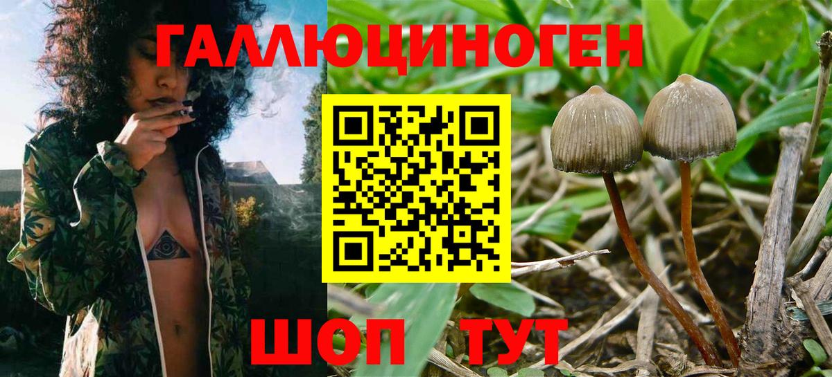 продажа наркотиков  Псилоцибиновые грибы Magic Shrooms  Вход с VPN  Кызыл  Псилоцибиновые грибы мухоморы 